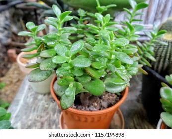 Cactus bladeren type, Jade plant, crassula.houseplant Crassula ovata jade plant money tree.