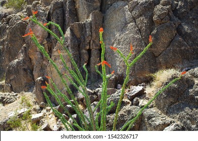 Cactus - Blooming Ocotillo - A stand of blooming ocotillo cactus along a rocky rugged slope.