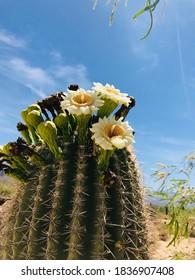 Cactus Blossoms Desert Saguaro Blooms