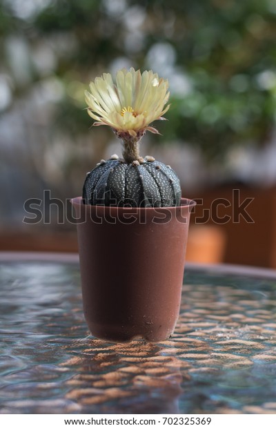 Cactus Blossoms Plastic Pot Home Decoration Stock Photo Edit Now