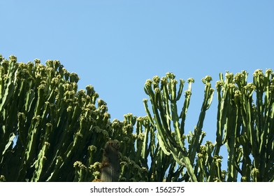 cactus with blue sky
