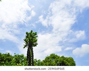 Cactus and the blue Sky from down view