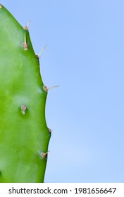 Cactus And Blue Sky Walpaper.