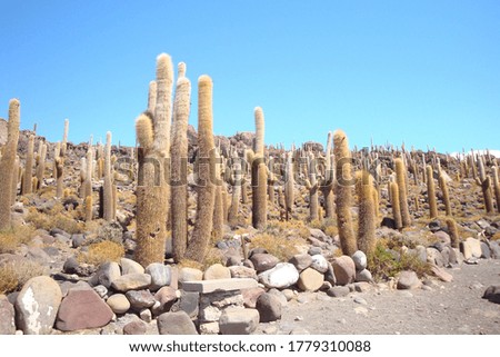 Similar – Cacti and salt lake