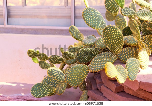 Cactus botanic