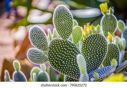 Cactus In The Botanical Garden. Subtropical Plants Of The Desert.