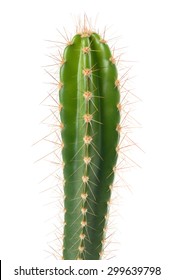 cactus branch isolated on white background