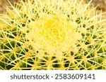 cactus with bright yellow spines 