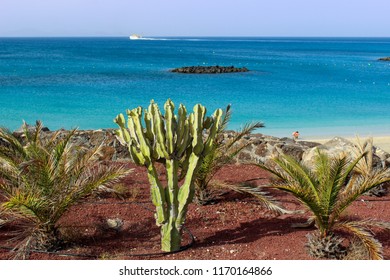 21,844 Cactus in beach Images, Stock Photos & Vectors | Shutterstock