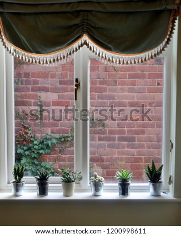cactus by the window
