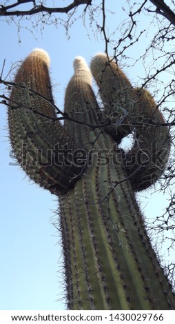 cactus cactae thorns prick cardon san pedro desert 