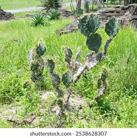 Cactus cacti grow outdoor garden
 - Powered by Shutterstock