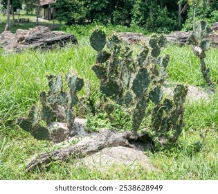 Cactus cacti grow outdoor garden - Powered by Shutterstock