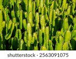 Cactus or Cacti Plants. Cactus plants. Background cactus with spines. Green thorn cactus. Big cacti in desert.