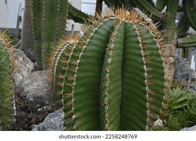 Cactus called in Latin Astrophytum ornatum growing in a greenhouse. It is a single growing plant in globular or shape with eight defined ribs. There are long and sharp spines on edges of the ribs. - Shutterstock ID 2258248769