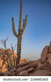 Cactus Camelback Mountain Phoenix Arizona Spring 2022