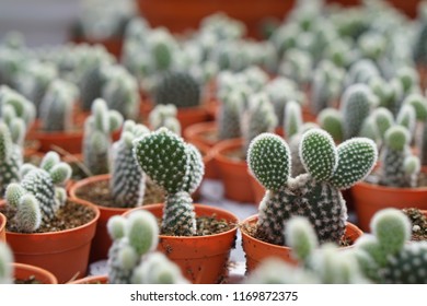 Cactus Cameron Highlands Stock Photo Edit Now 1169872375