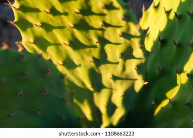 cactus close up