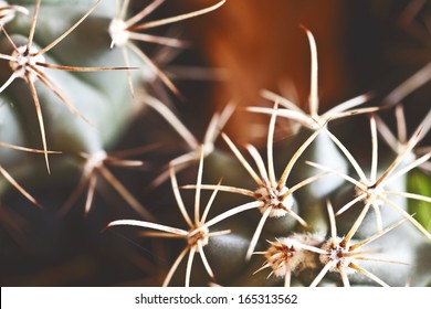 cactus close up