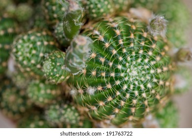 cactus close up