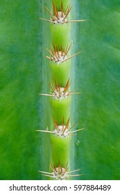 Cactus Close Up