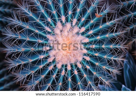 Similar – Image, Stock Photo Flowers in the desert