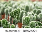 Cactus with close up view