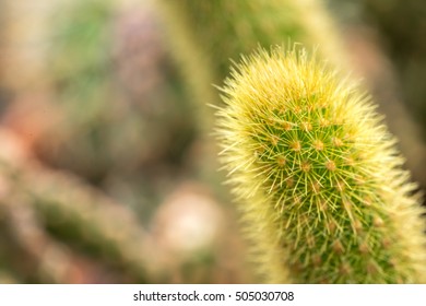 Cactus with close up view