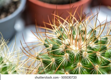 Cactus with close up view