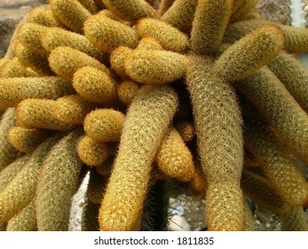 cactus closeup