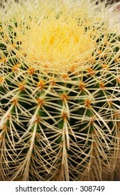 Cactus closeup