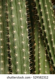 Cactus Closeup