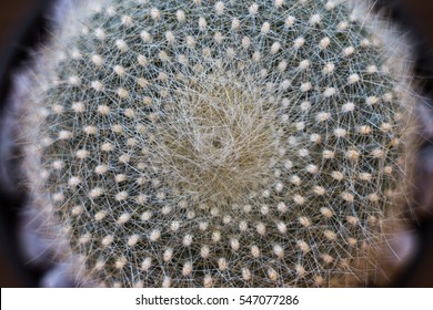 Cactus closeup