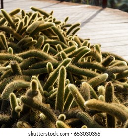 Cactus closeup