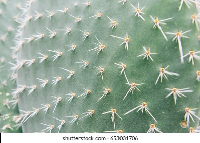 Cactus closeup