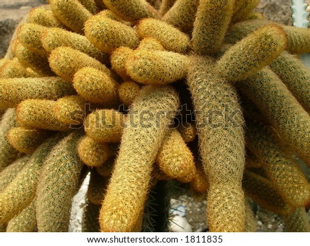 cactus closeup