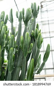 Cactus Closeup In The Glass House Tropical Desert Background 