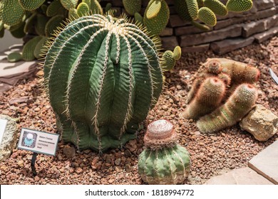 Cactus Closeup In The Glass House Tropical Desert Background 