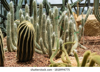 Cactus Closeup In The Glass House Tropical Desert Background 