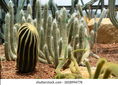 Cactus Closeup In The Glass House Tropical Desert Background 