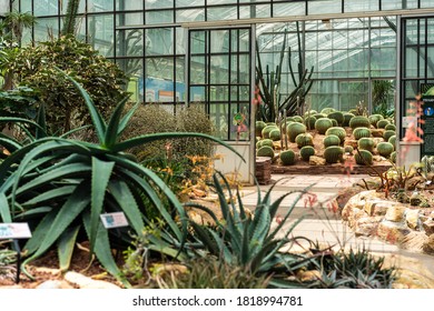 Cactus Closeup In The Glass House Tropical Desert Background 