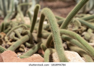 Cactus Closeup In The Glass House Tropical Desert Background 