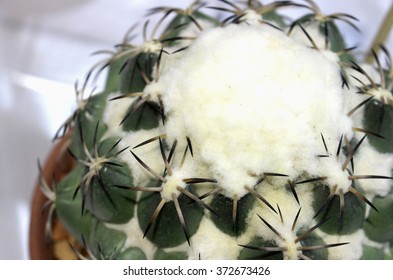 cactus close-up header