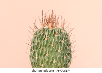 Cactus Closeup On Brown Background