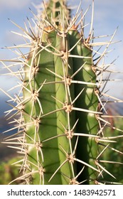 Cactus Close-Up Shot On Koko Head Hike, Oahu