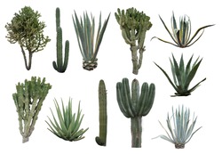Cactus Collection Isolated On White