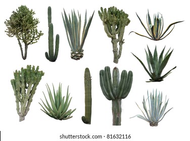 Cactus Collection Isolated On White