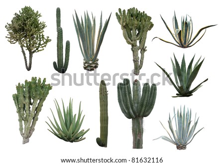 Cactus collection isolated on white