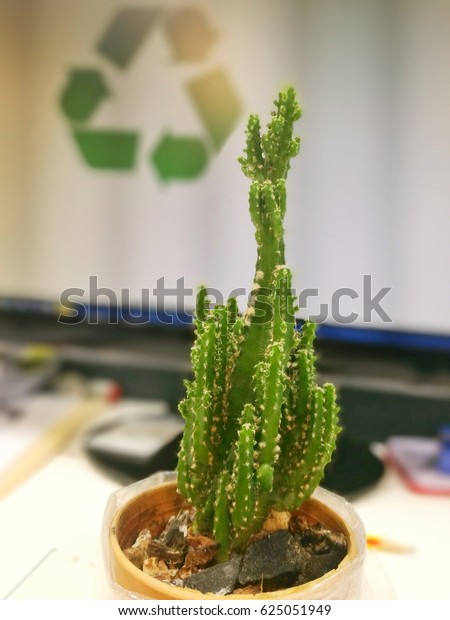 Cactus Computer On Office Desk Stock Photo Edit Now 625051949