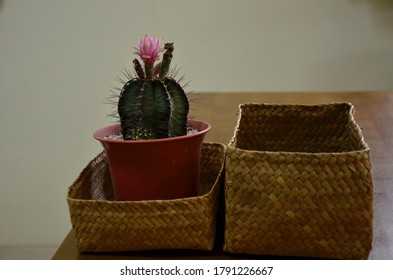 Cactus Is A Cotyledon Of The Cactaceae Family, Native To The North And South American Tribe, And 118 Genera Of 1,210 Species.